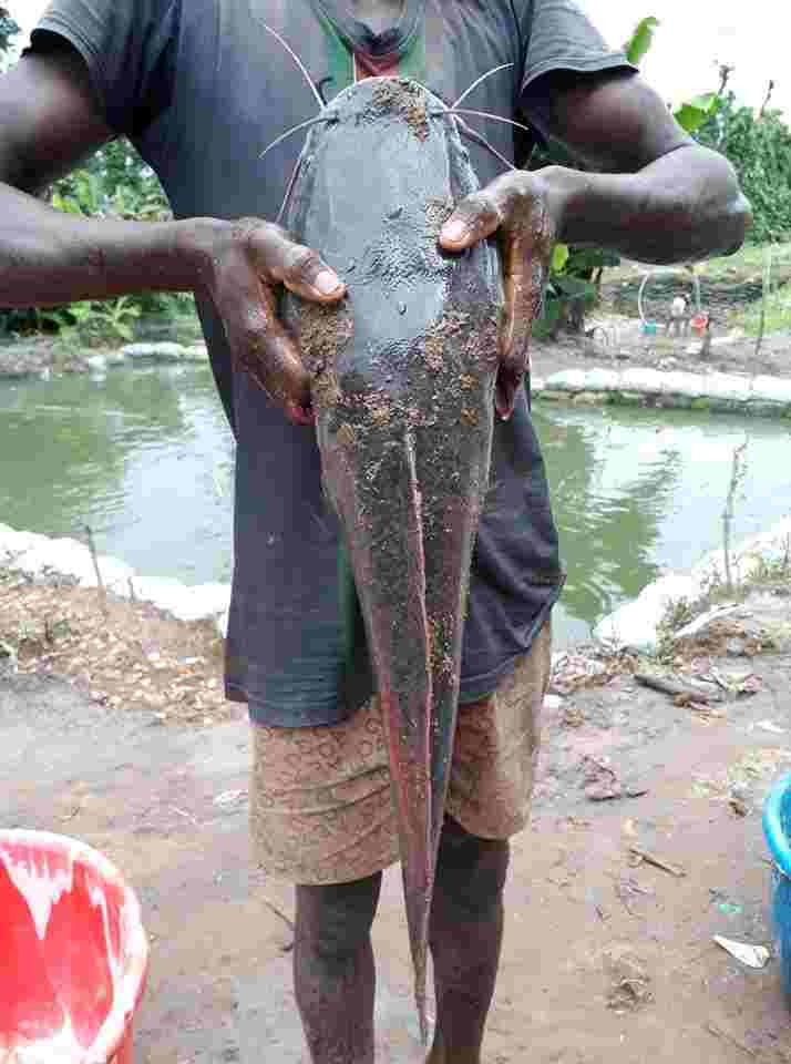 How To Start Fish farming Business in Nigeria.