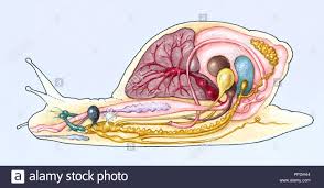 Parts of snail